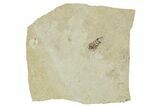 Detailed Fossil Leafhopper (Homoptera) - France #267670-1